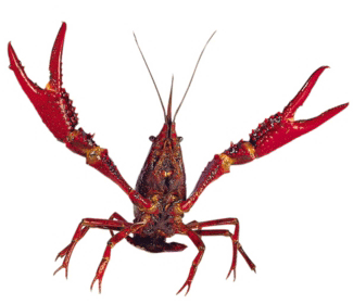 NOLA Recipes at Home: Crawfish Kowalski — GoNOLA.
