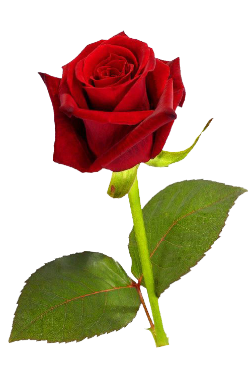 Single Red Rose PNG HD | PNG Mart