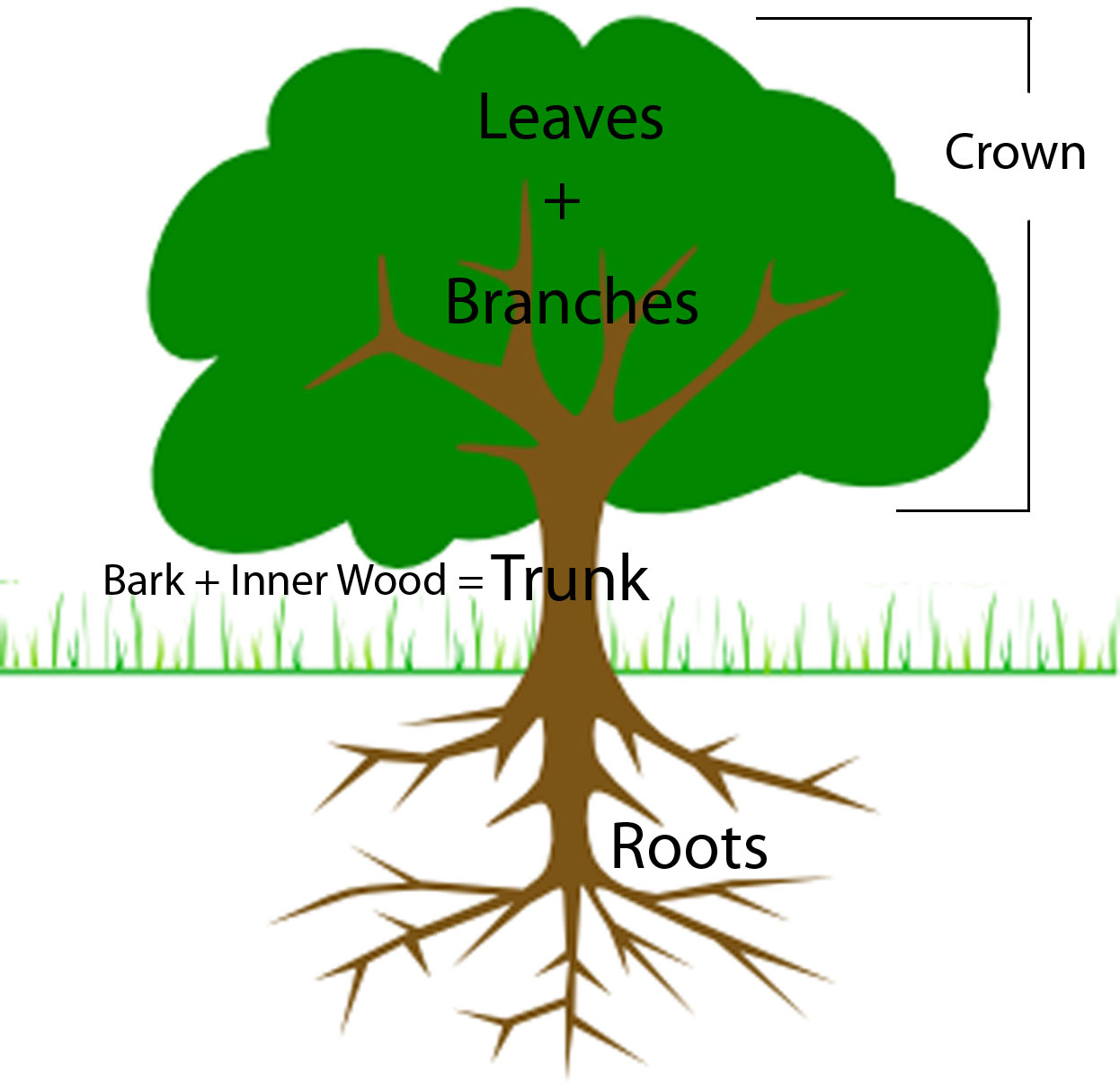 1000+ images about Botany