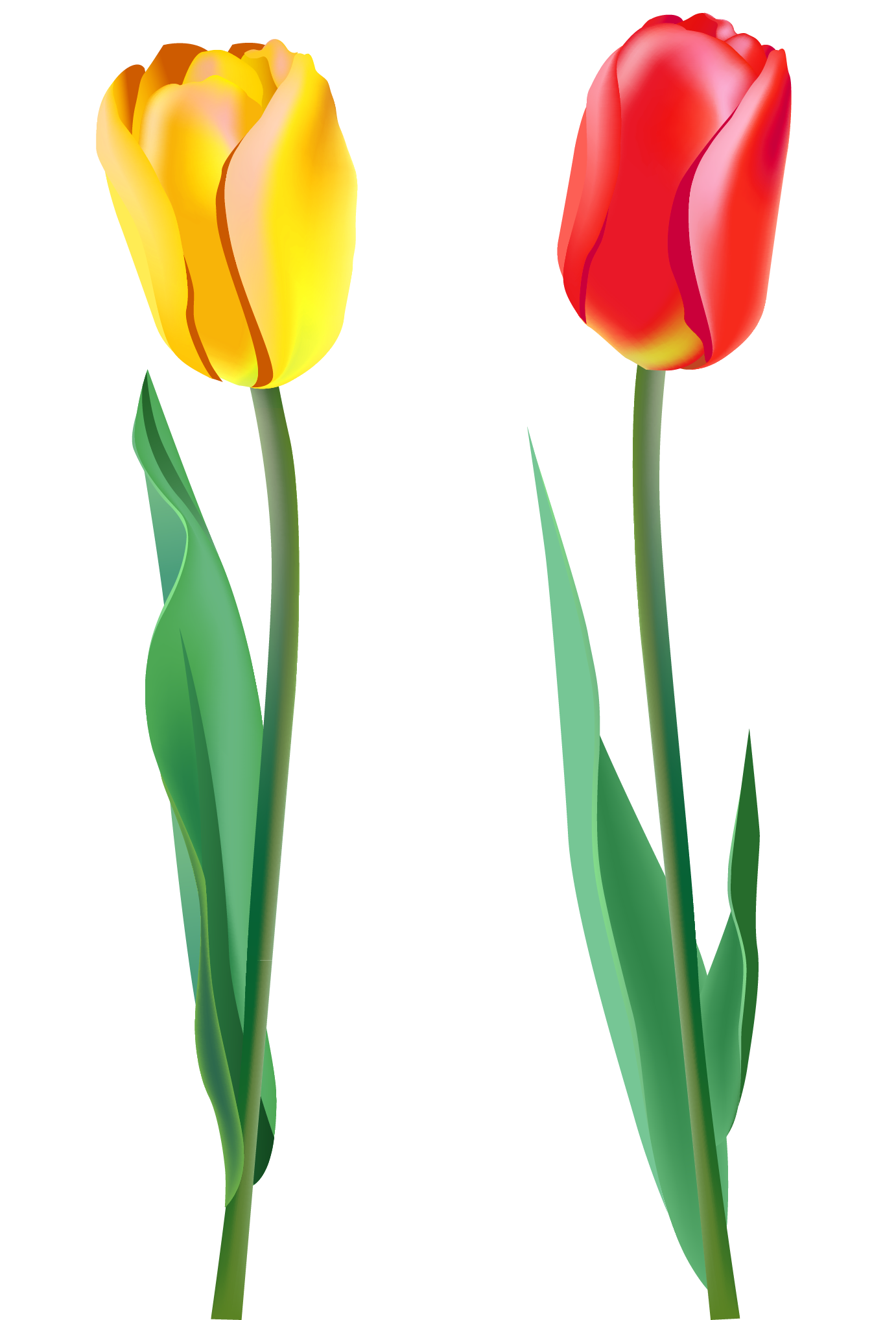 Red Tulips Clipart