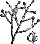 Trees: Q-S | ClipArt ETC