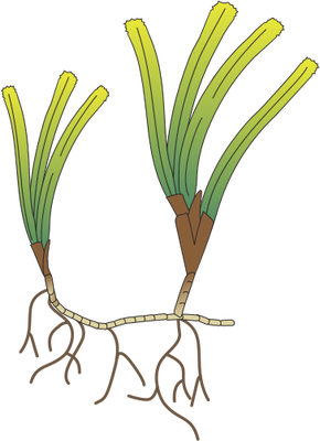 Sea Grass - ClipArt Best