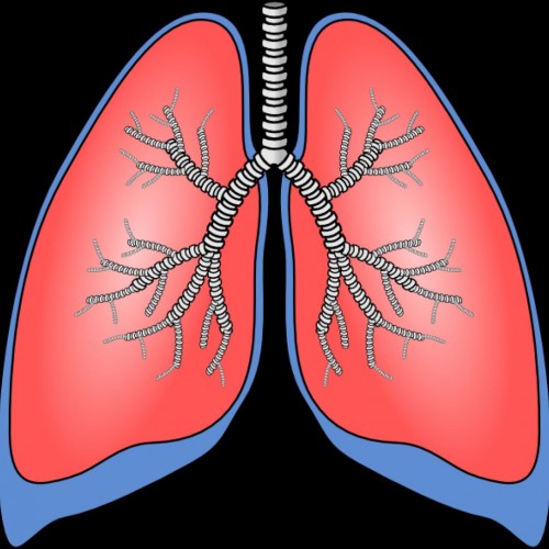 Cartoon Lungs Clip Art - Human Anatomy Body Human Label The Lungs ...