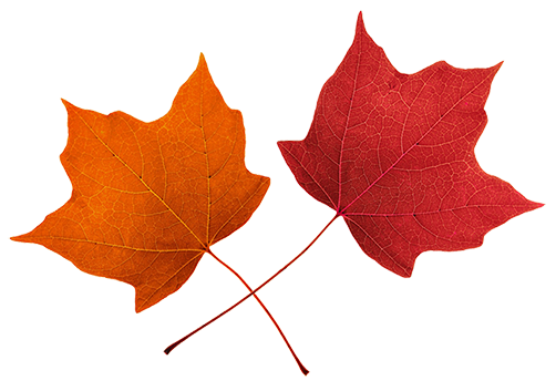 Maple Leaf Clip Art - Tumundografico