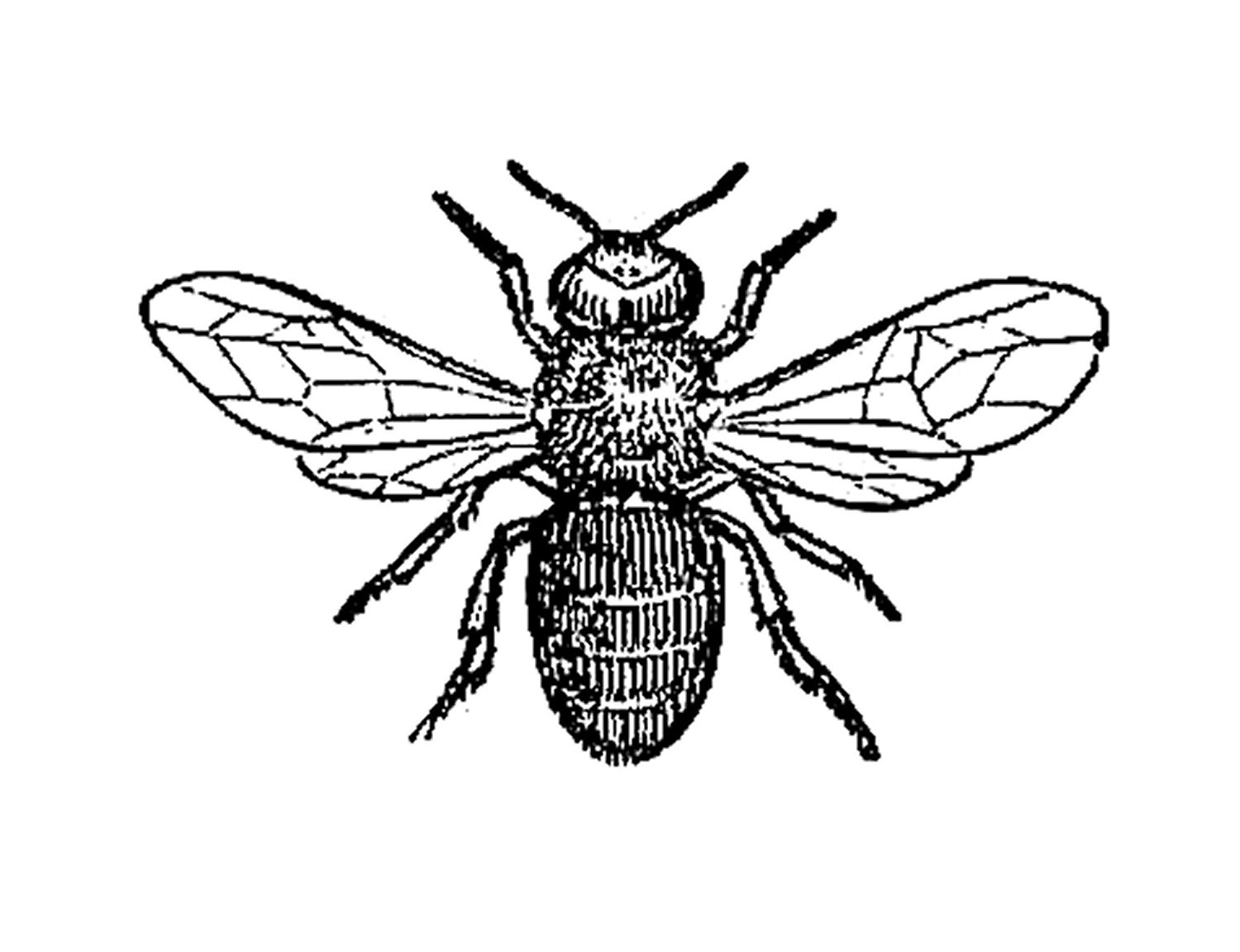 Pix For > Insects Black And White Clipart