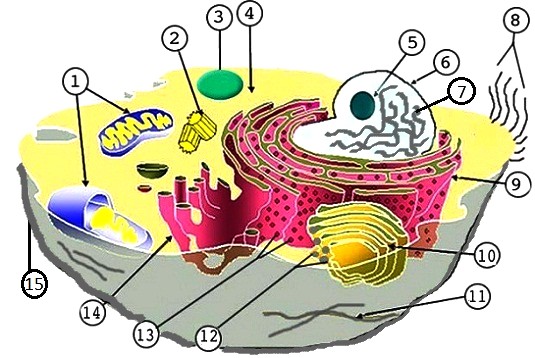 animal cell without labels