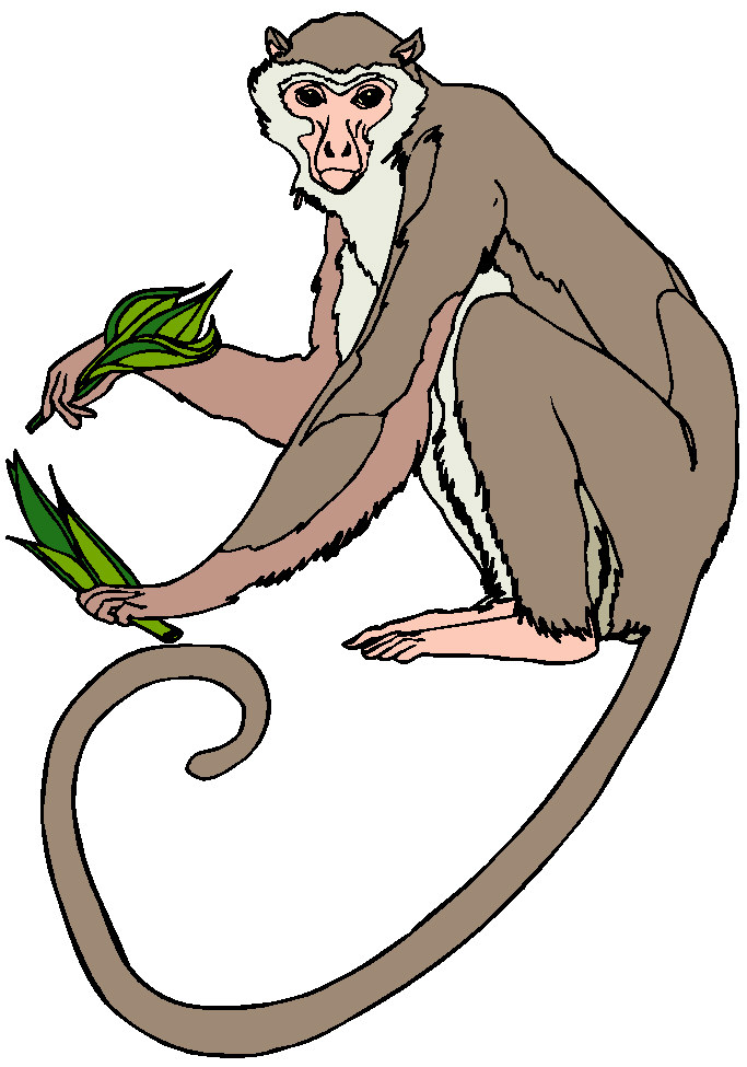 Clip Art Monkey Funny Ajilbabcom Portal