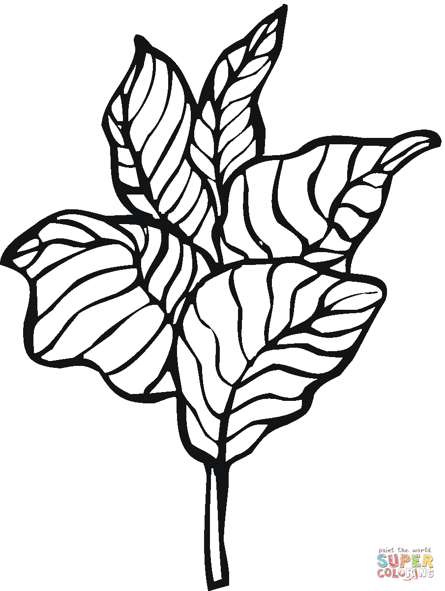Lettuce Coloring Page - ClipArt Best