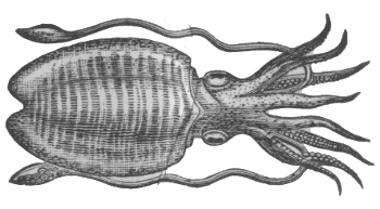 1000+ images about Illustration Inspiration | Octopus ...