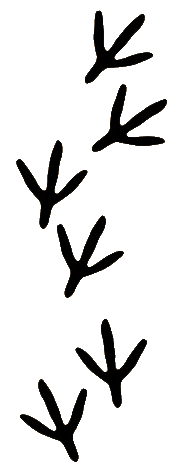 TurkeyTracks.gif