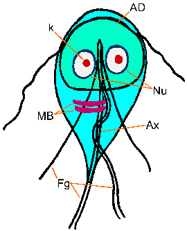 Intestinal Protozoa