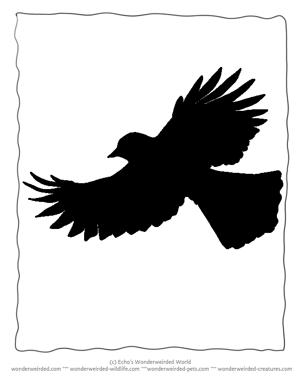 Bird Silhouette Jay free Printables,Echo's Jay Bird Stencils ...