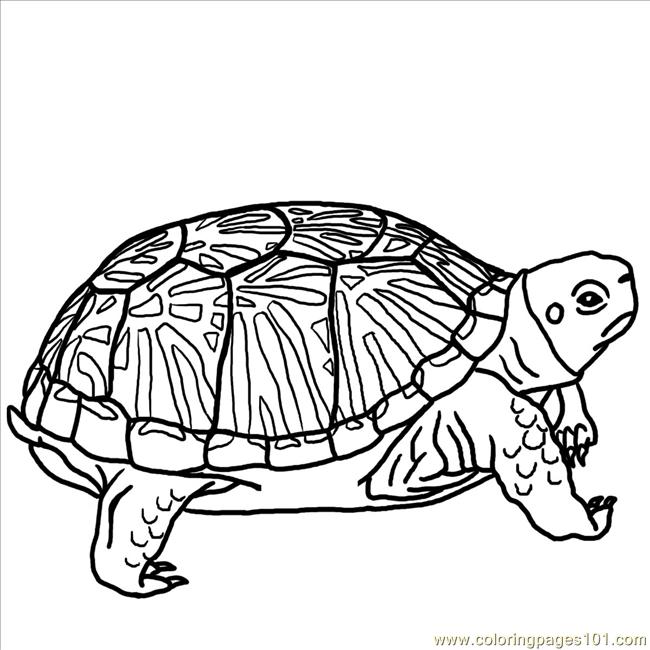 Tortoise Coloring Page7 Coloring Page - Free Turtle Coloring Pages ...