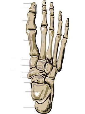 Skeleton Flash Cards