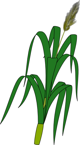 Corn Plant Clipart