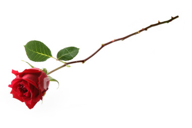Long Stem Red Rose Clipart