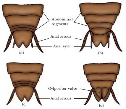 7. Morphology and anatomy of cockroach - BIOLOGY4ISC