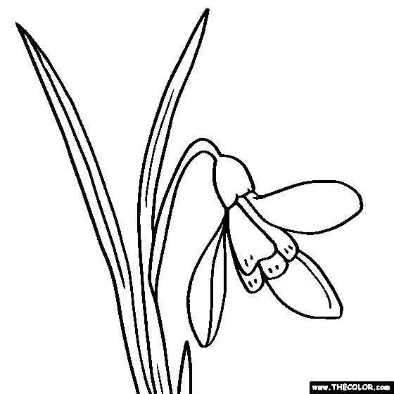 Snowdrop Flower Coloring Page | Snowdrop Coloring