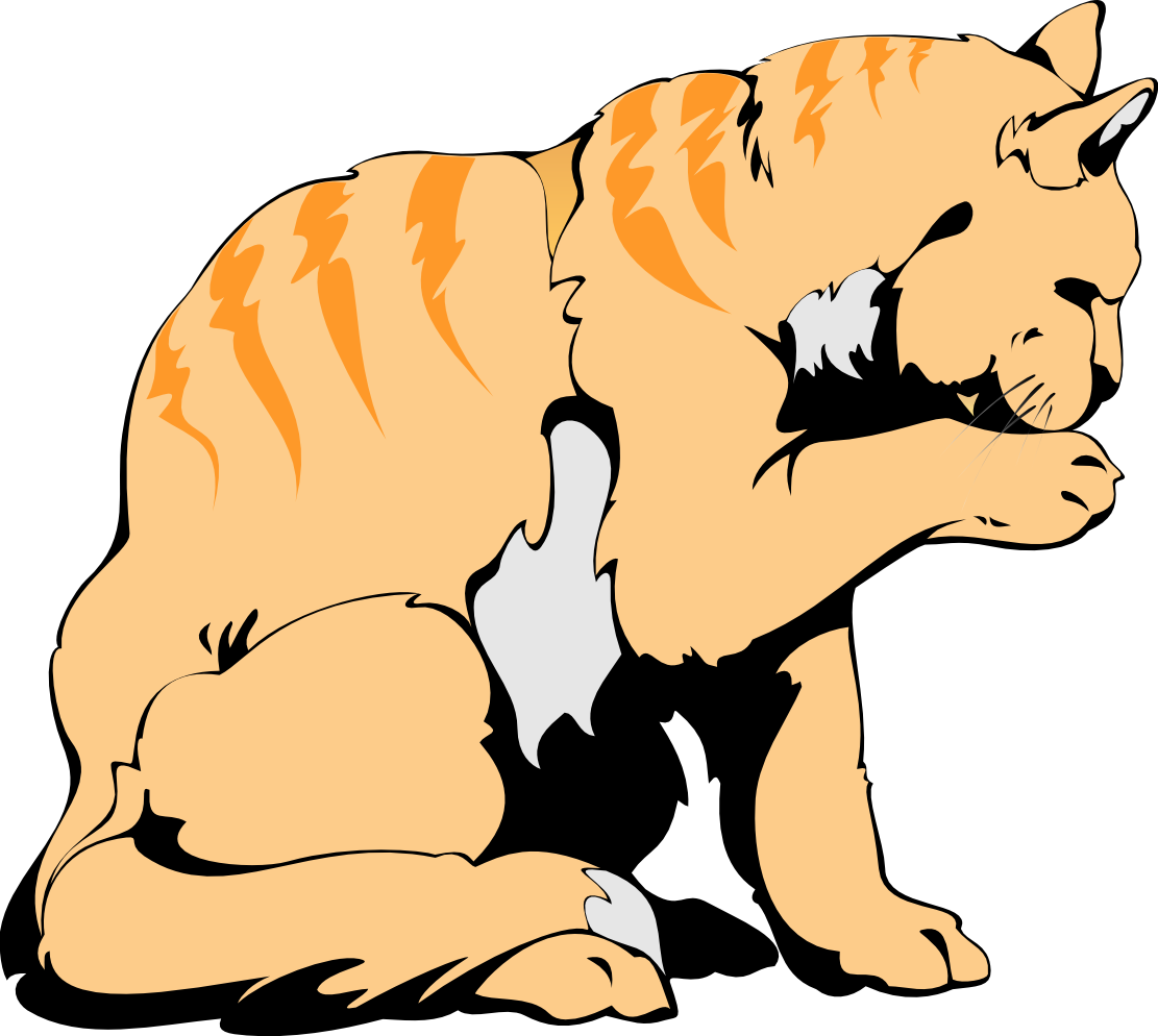 orange cat SVG