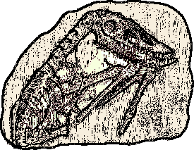Fossil Pictures Fossil Clip Art Collection,Free Science Clip Art ...