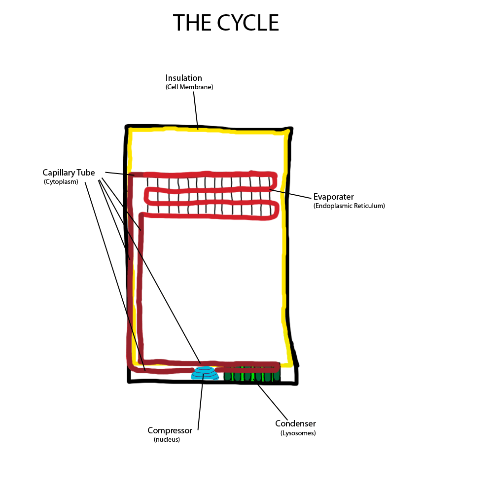 Diagrams | cellanalogy