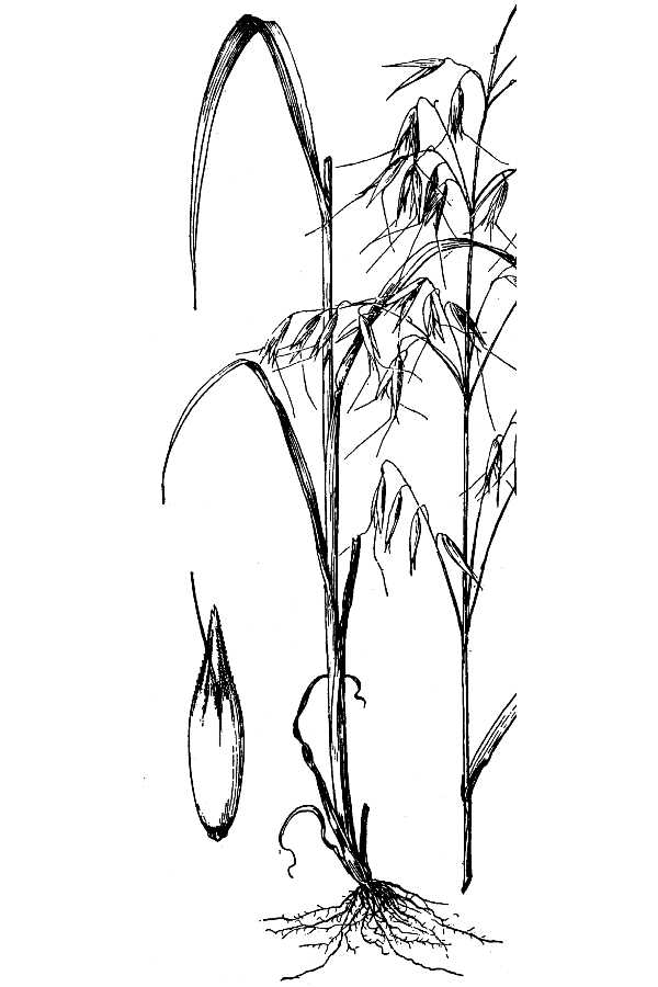 Oat Anatomy