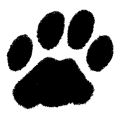 Labrador-