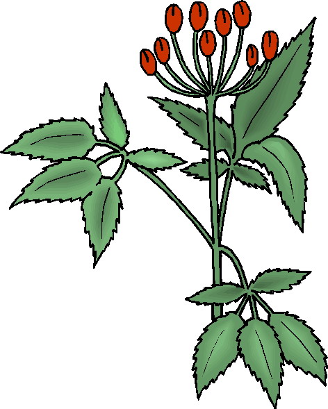 Parts Of A Plant Clipart - Free Clipart Images