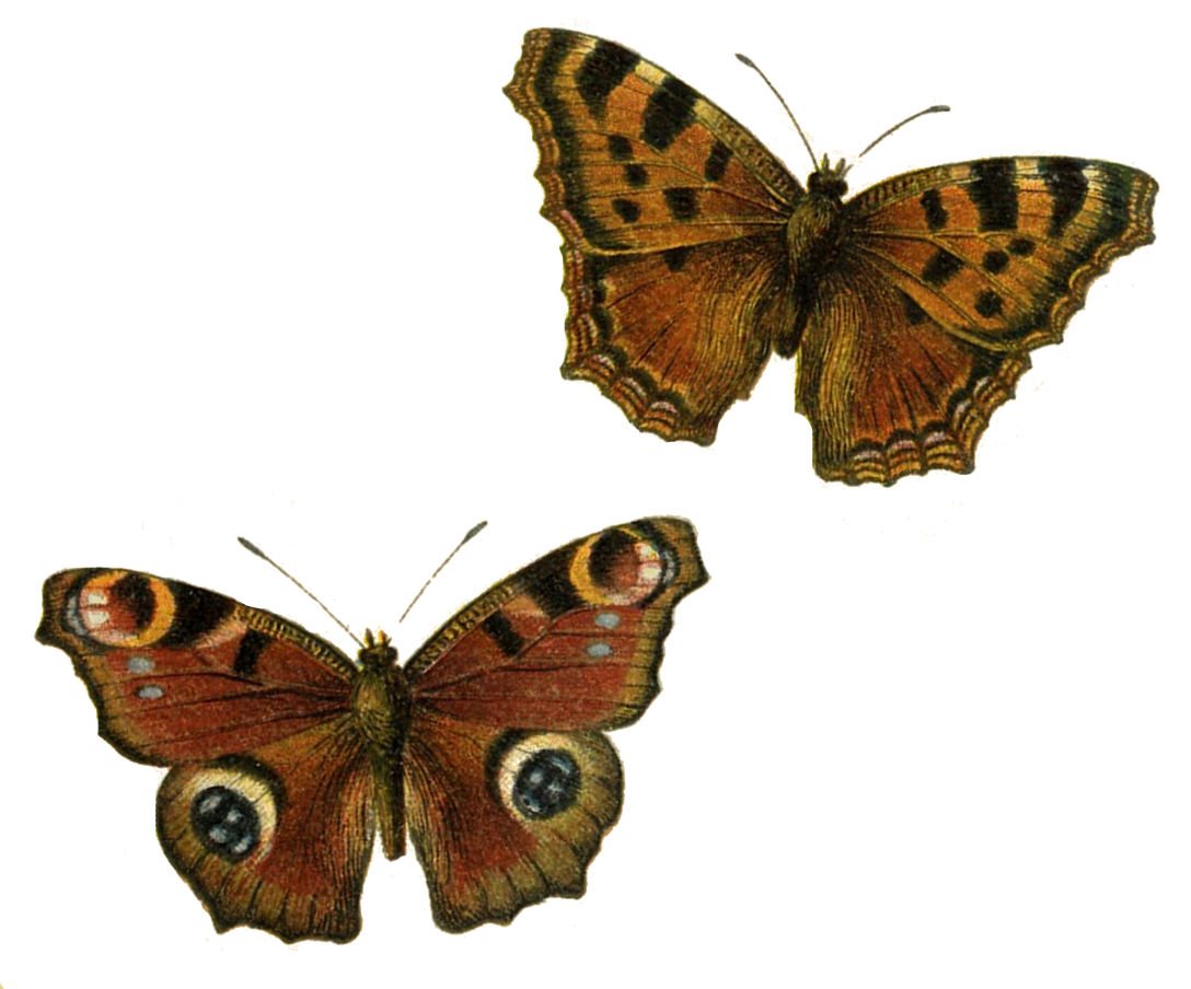 Lilac & Lavender: Happiness is a Butterfly...