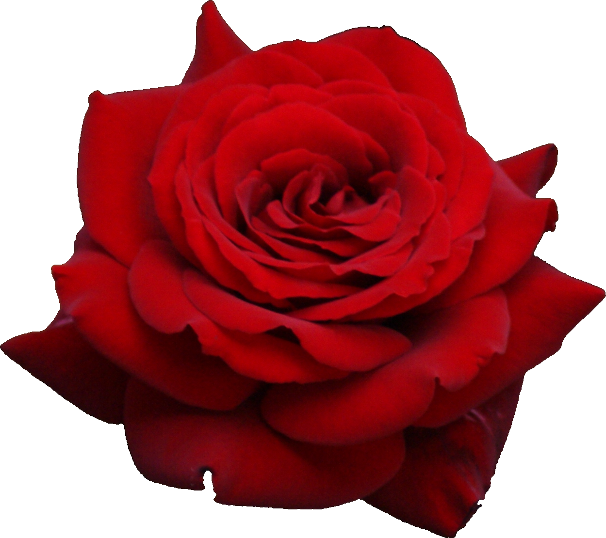 Rose Png - Free Icons and PNG Backgrounds