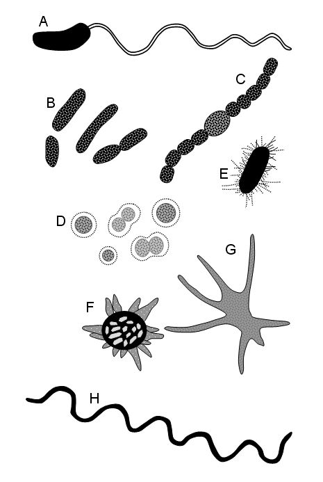 Bacteria