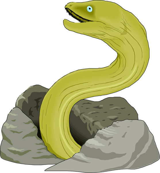 Eel