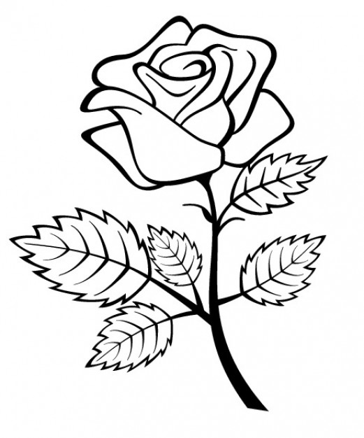 Rose Outline Vectors, Photos and PSD files | Free Download