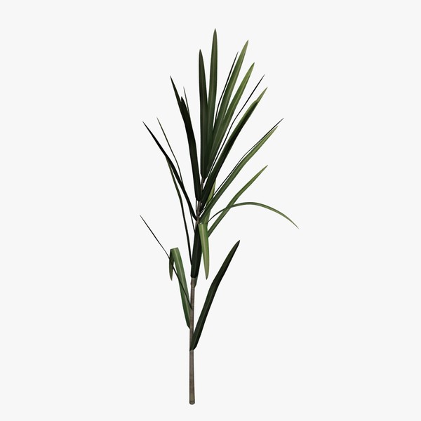 sugarcane 3D models | Autodesk 123D