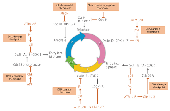 What roles do CDKs play in a cell? - Quora