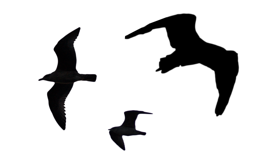 Bird Silhouette Png Pack