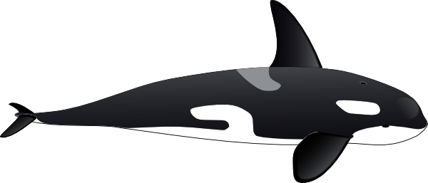 Orca Cartoon - ClipArt Best