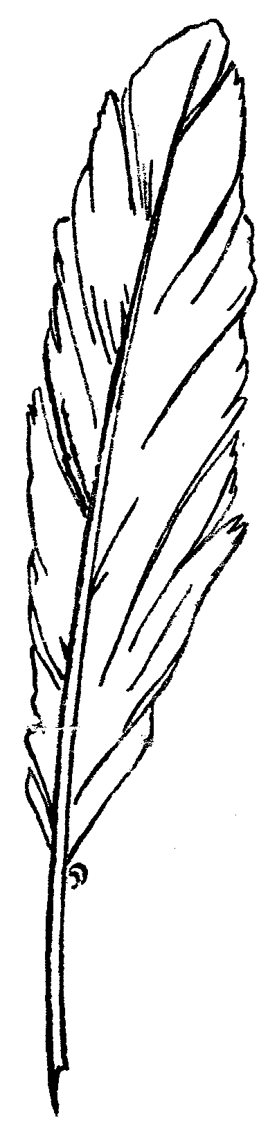 Quill.png - ClipArt Best
