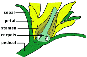 Tomato Reproduction