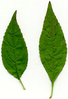 Mimulus alatus page
