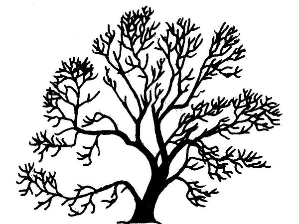 Salix_fragilis_Silhouette_( ...