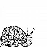 Bug Drawings for Sale