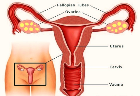 Pictures Of Body Organs