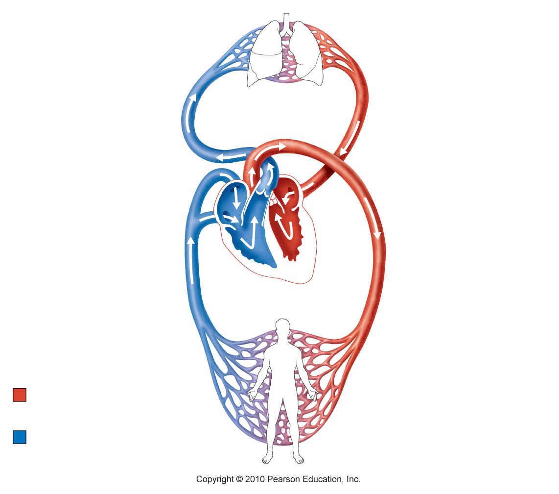 Human Anatomy and Physiology II