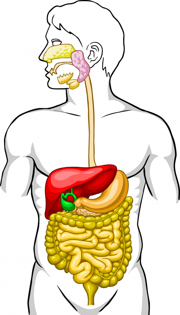 Human Digestive System Diagram Unlabeled - Human Body Diagram