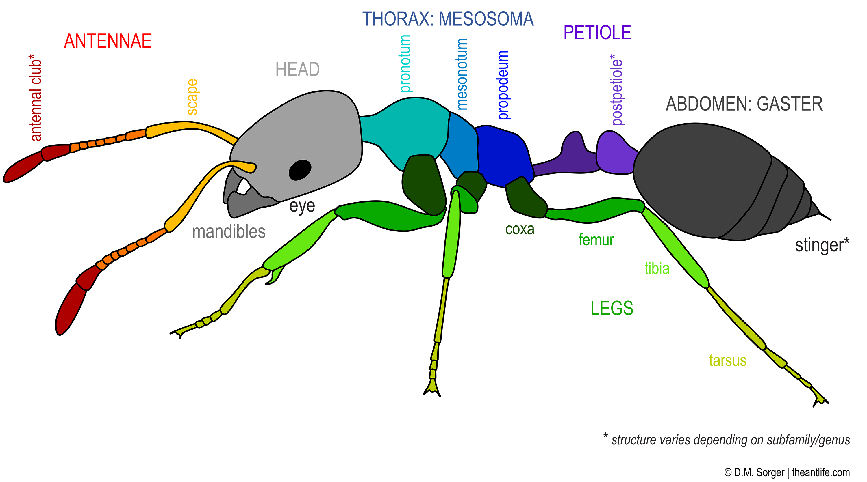 Teaching Resources - the ant life - D. Magdalena Sorger