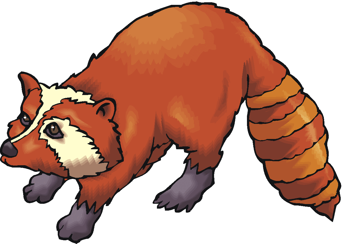 Raccoon camp discovery clip art free clipart images - Clipartix