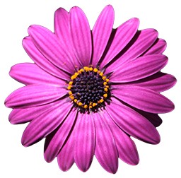 Pink Flower Cut Out — Explorit Science Center