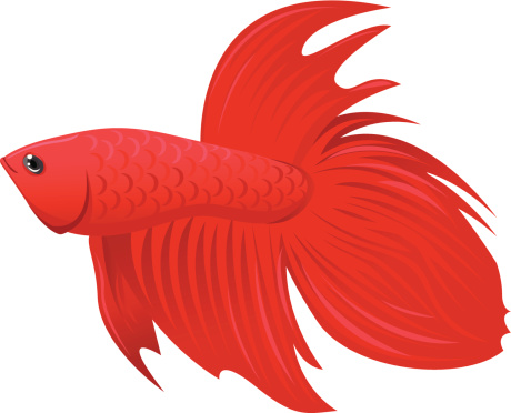 Betta Fish Clip Art, Vector Images & Illustrations
