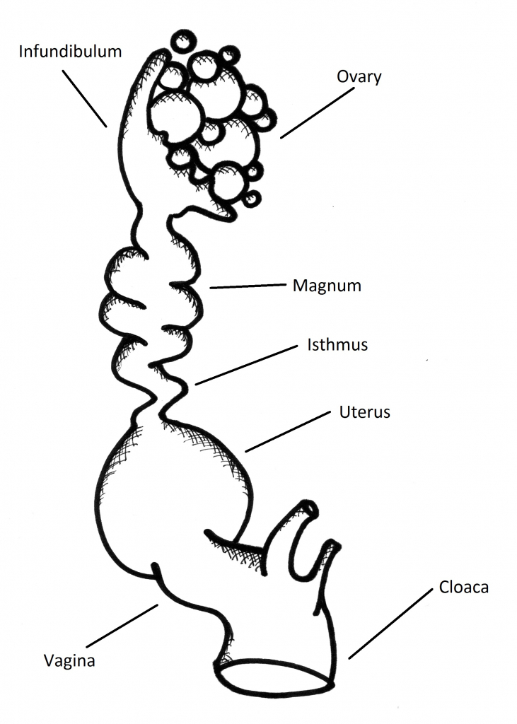 Female Bird Reproductive System - Human Body Diagram